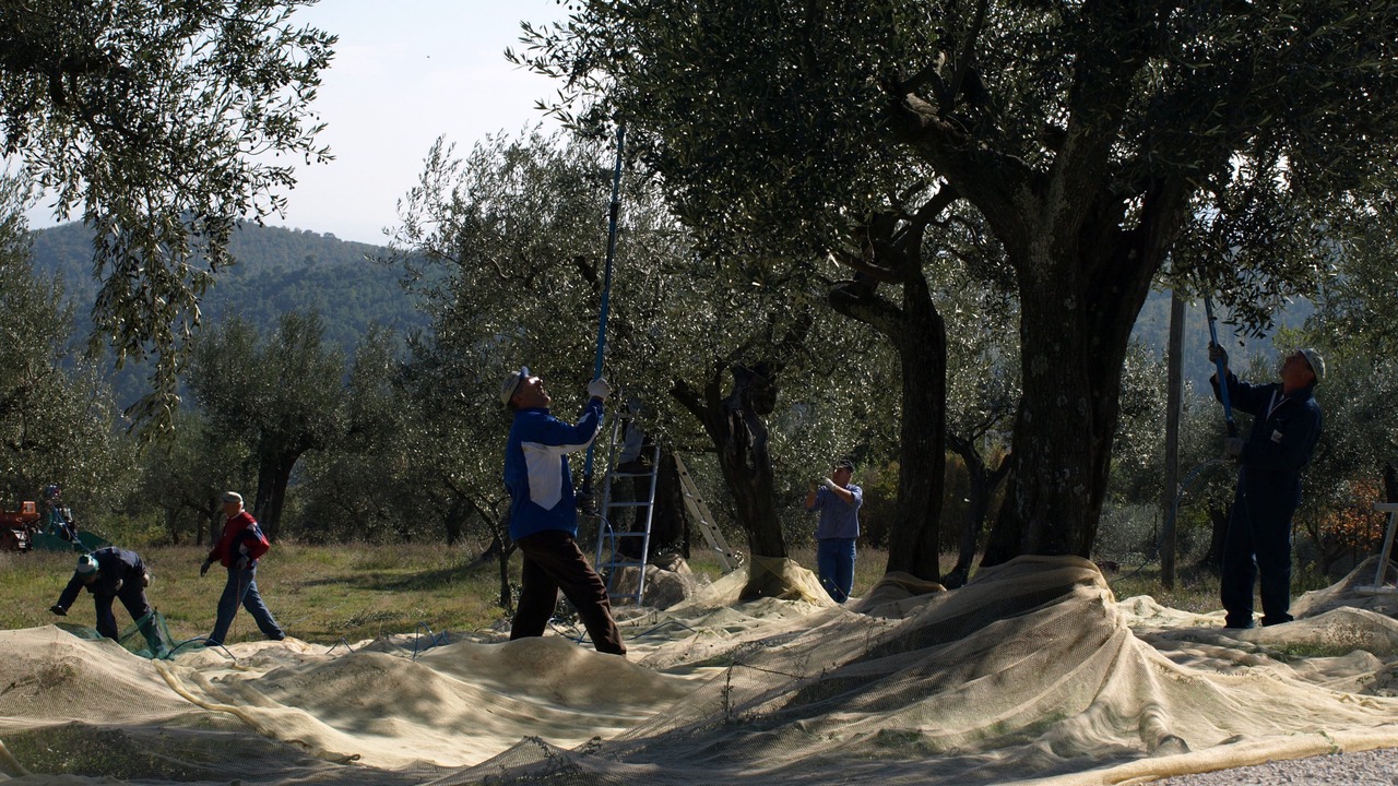Photo of Others in Cibottola