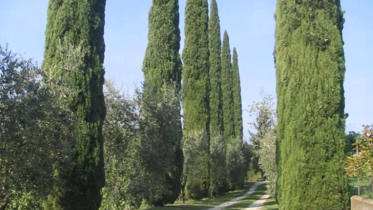 Photo of Others in Orvieto