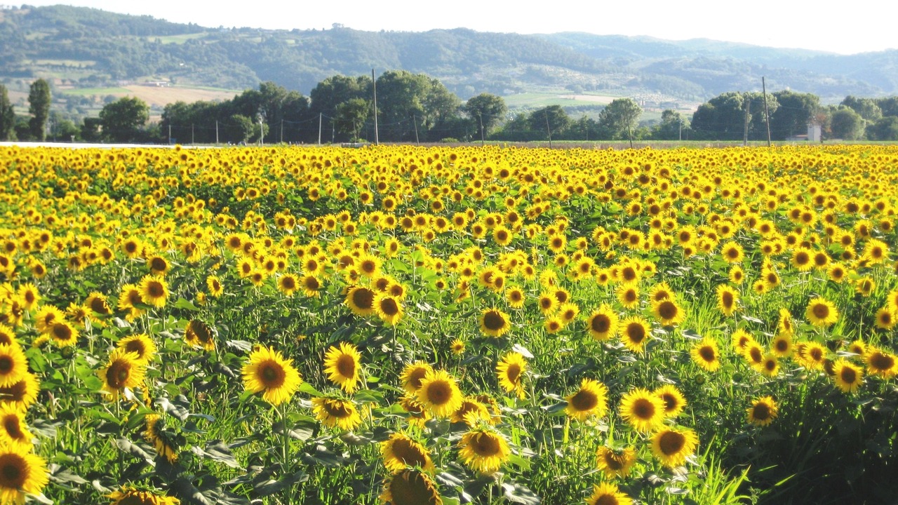 Photo of Outdoor in Cannara