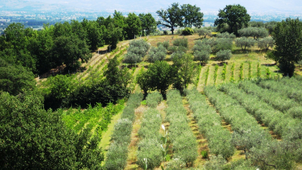 Photo of Outdoor in Cannara
