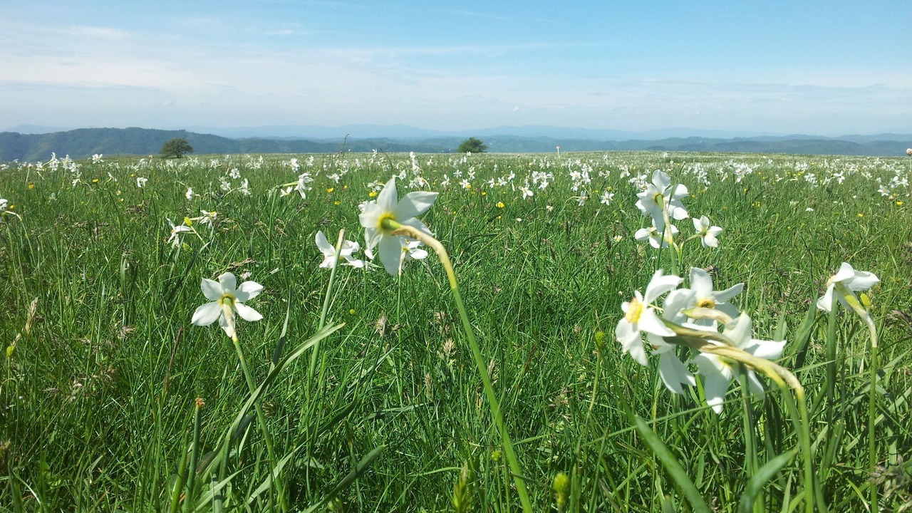 Photo of Outdoor in Furlo