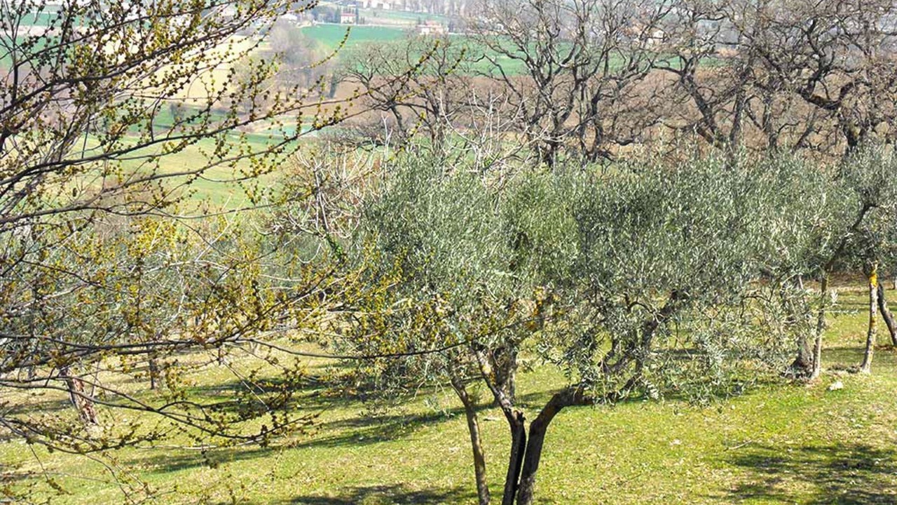 Photo of Others in San Brizio