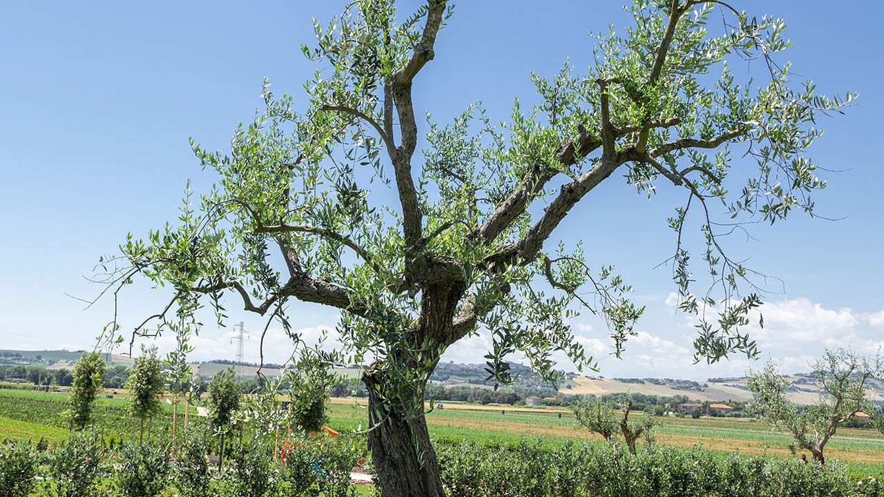 Photo of Outdoor in Civitanova Marche