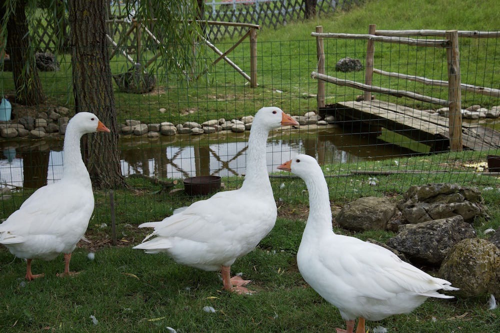 Photo of Others in Todi