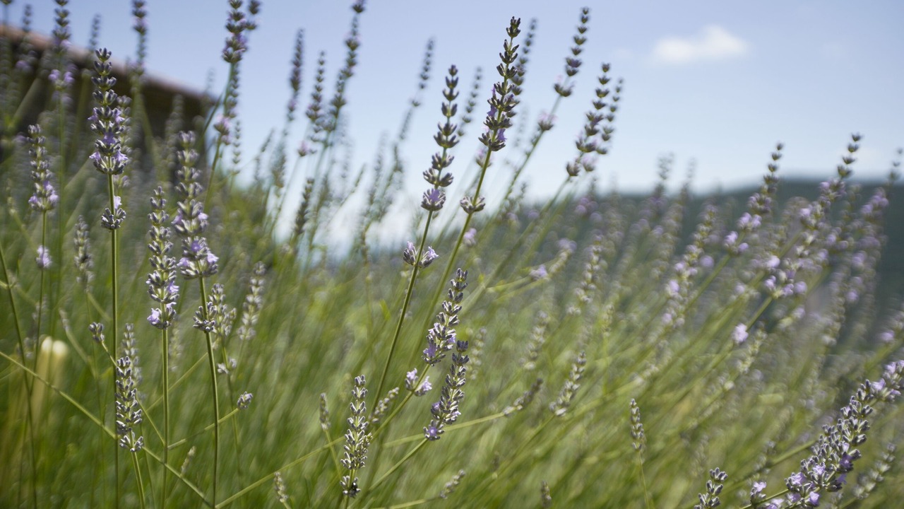 Photo of Outdoor in Anghiari