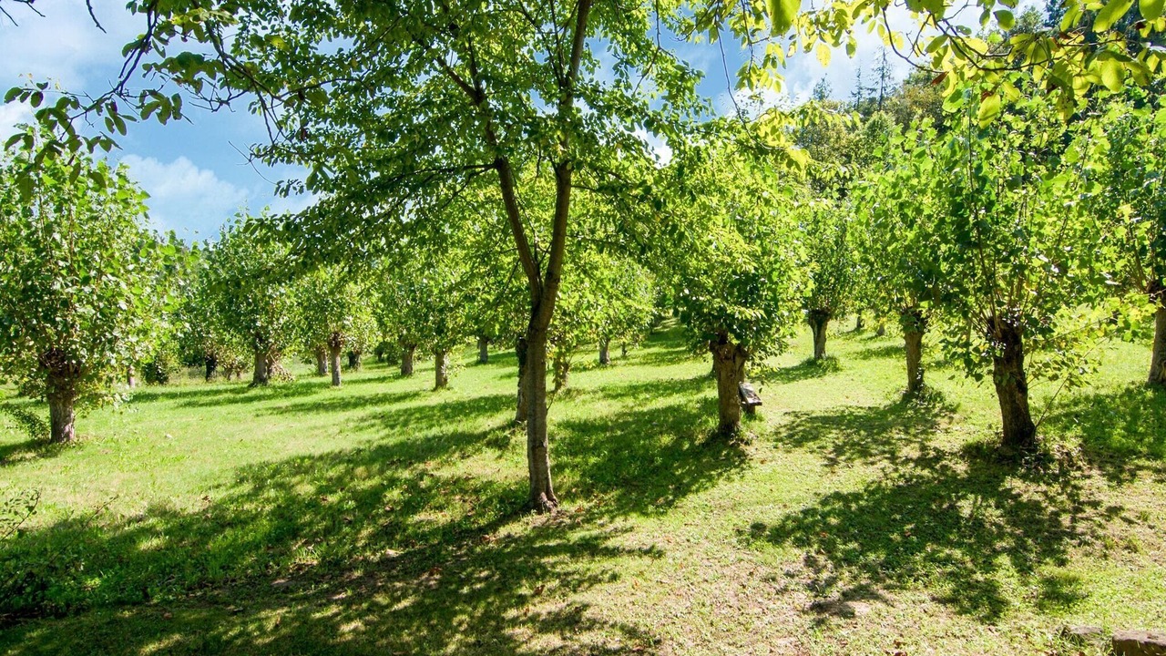 Photo of Others in Amandola