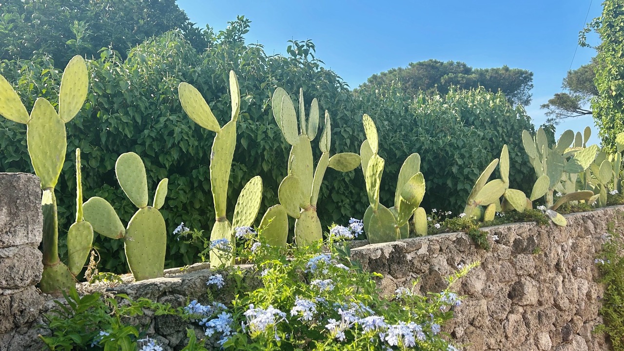 Photo of Outdoor in Ischia Porto