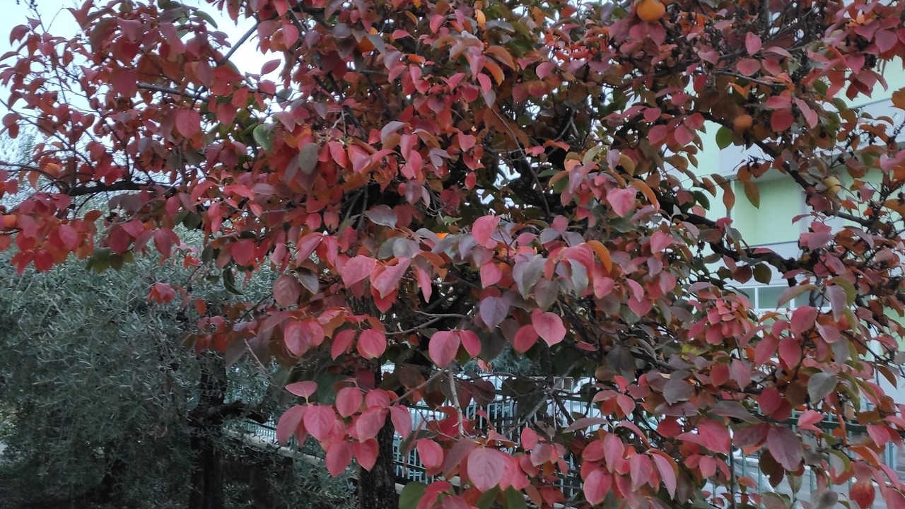 Photo of Outdoor in Scarlino Scalo