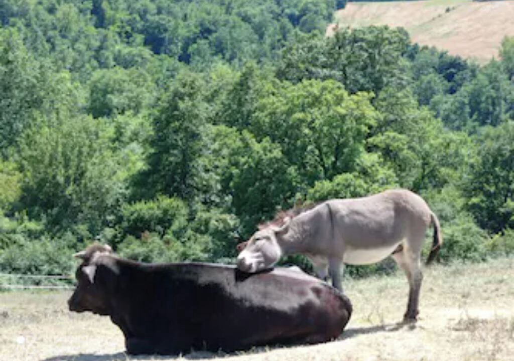 Photo of Others in Monte Castello di Vibio