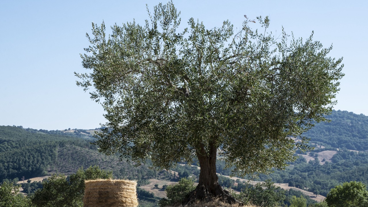 Photo of Outdoor in Scansano