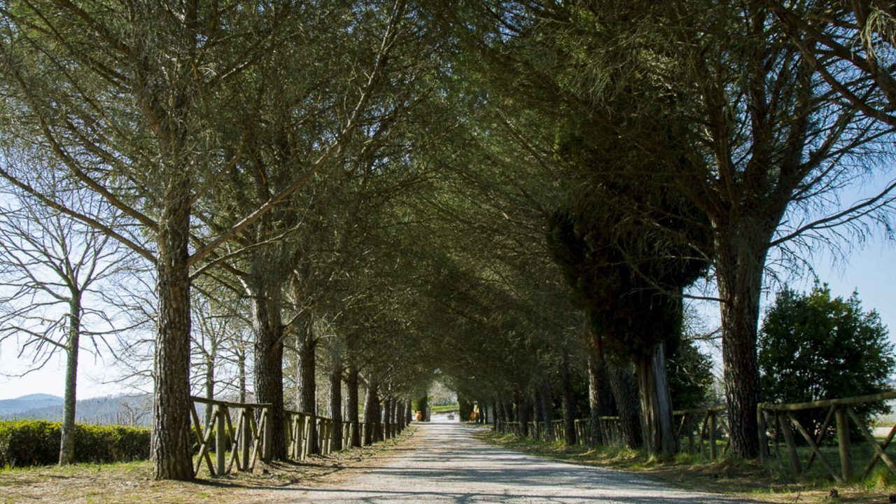 Photo of Others in Gaiole in Chianti