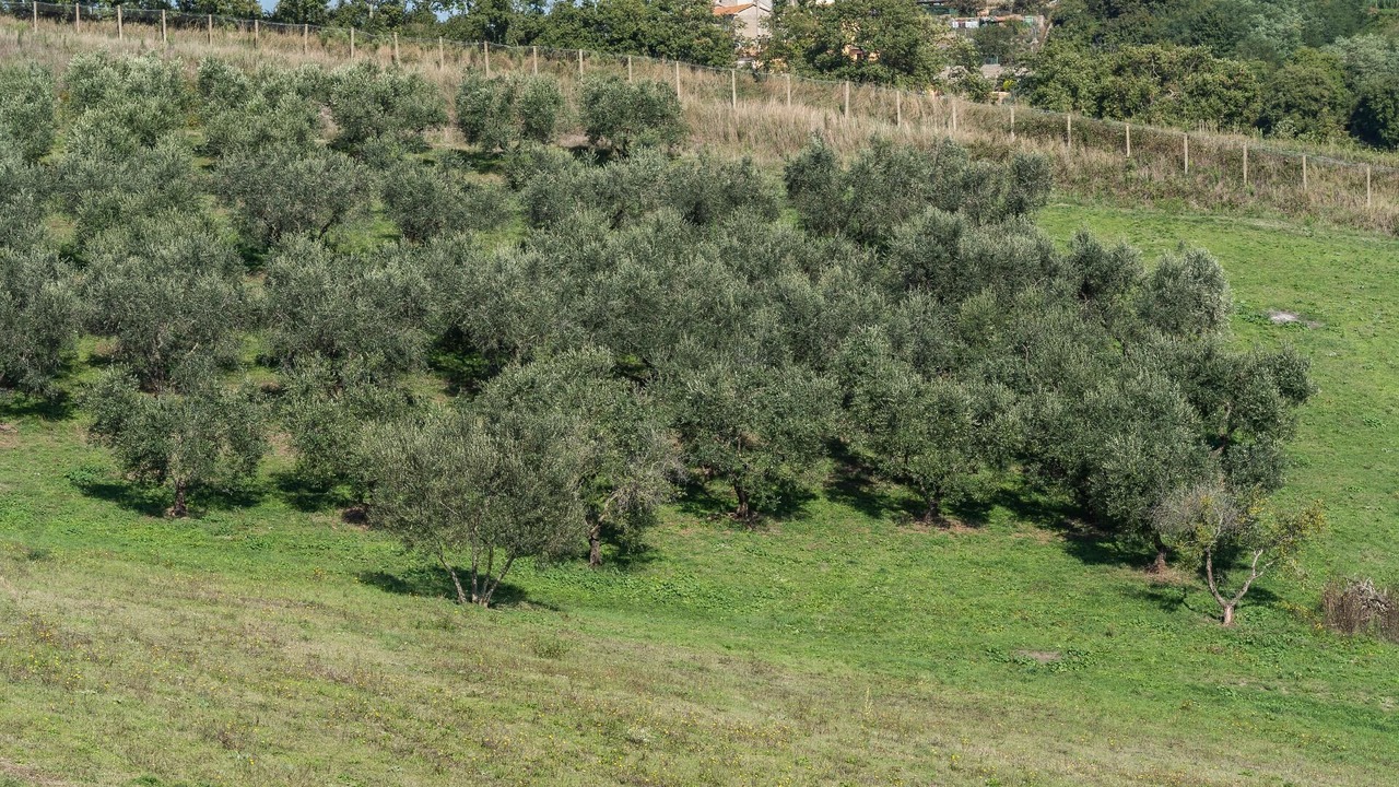 Photo of Outdoor in Montefiascone