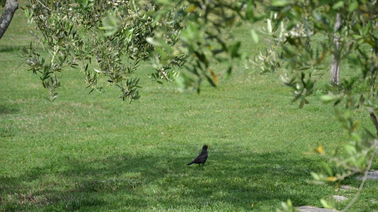 Photo of Outdoor in Piedicolle