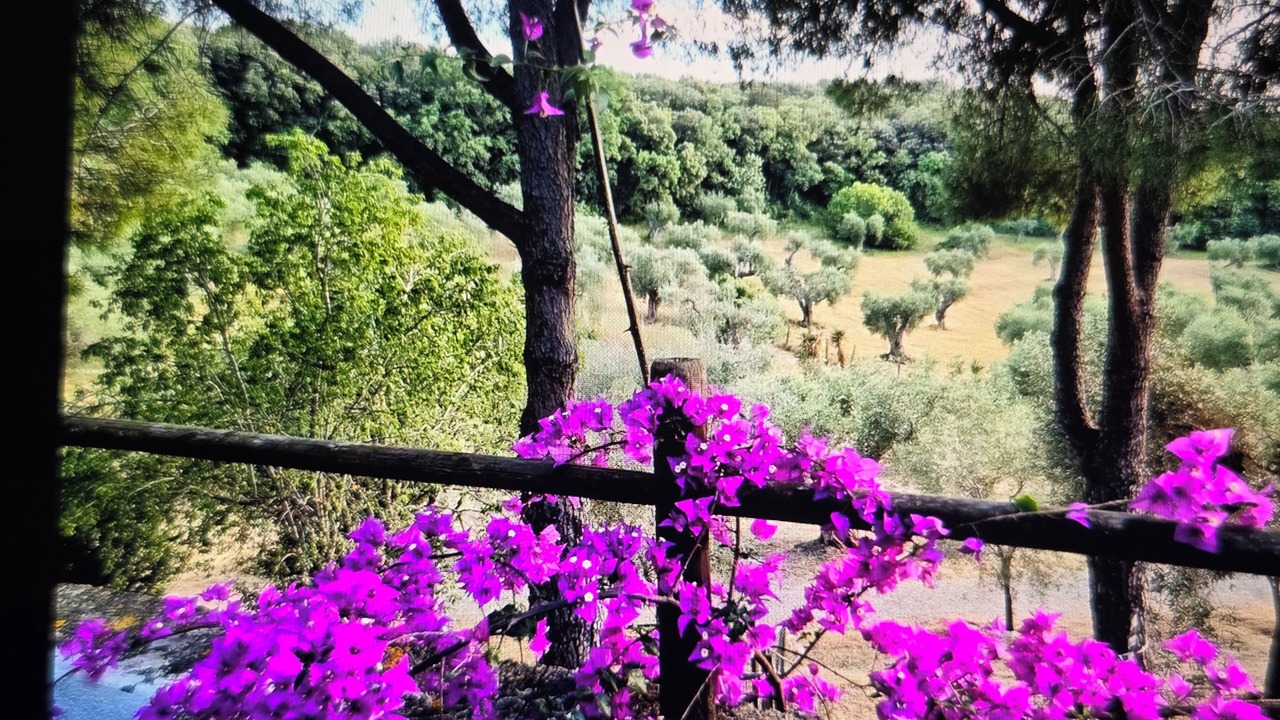 Photo of Outdoor in Capalbio