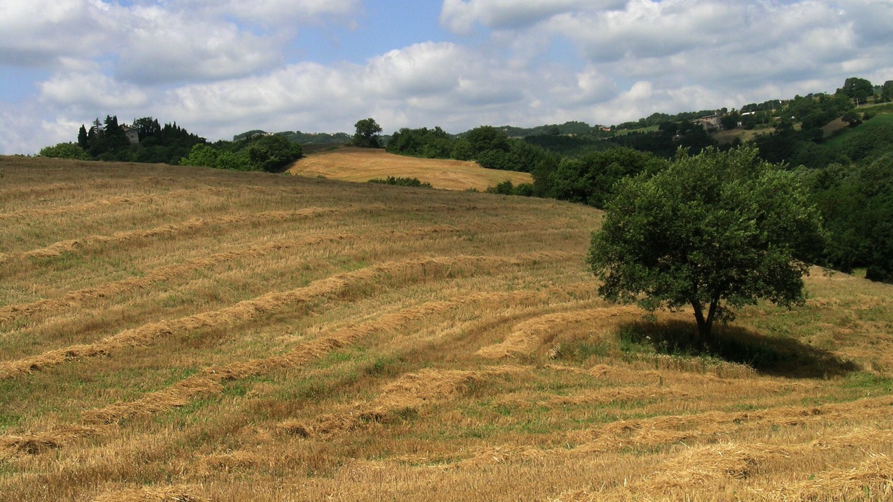 Photo of Outdoor in Monteluiano