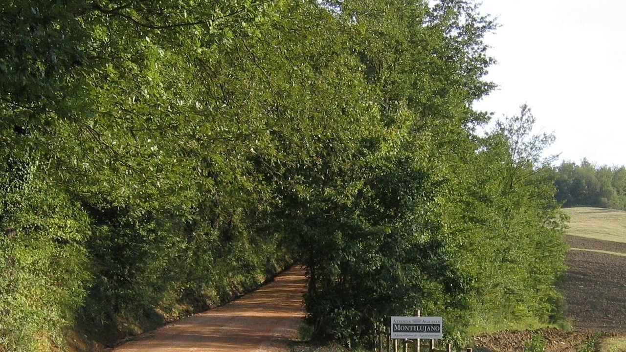 Photo of Outdoor in Monteluiano