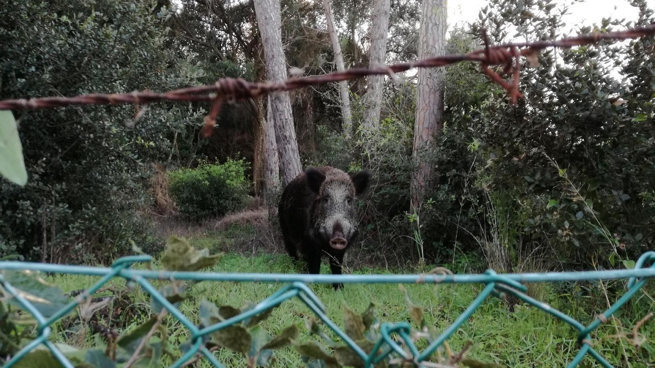 Photo of Others in Ansedonia