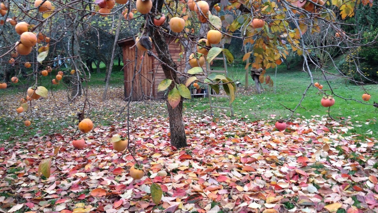 Photo of Outdoor in Civitella d'Agliano