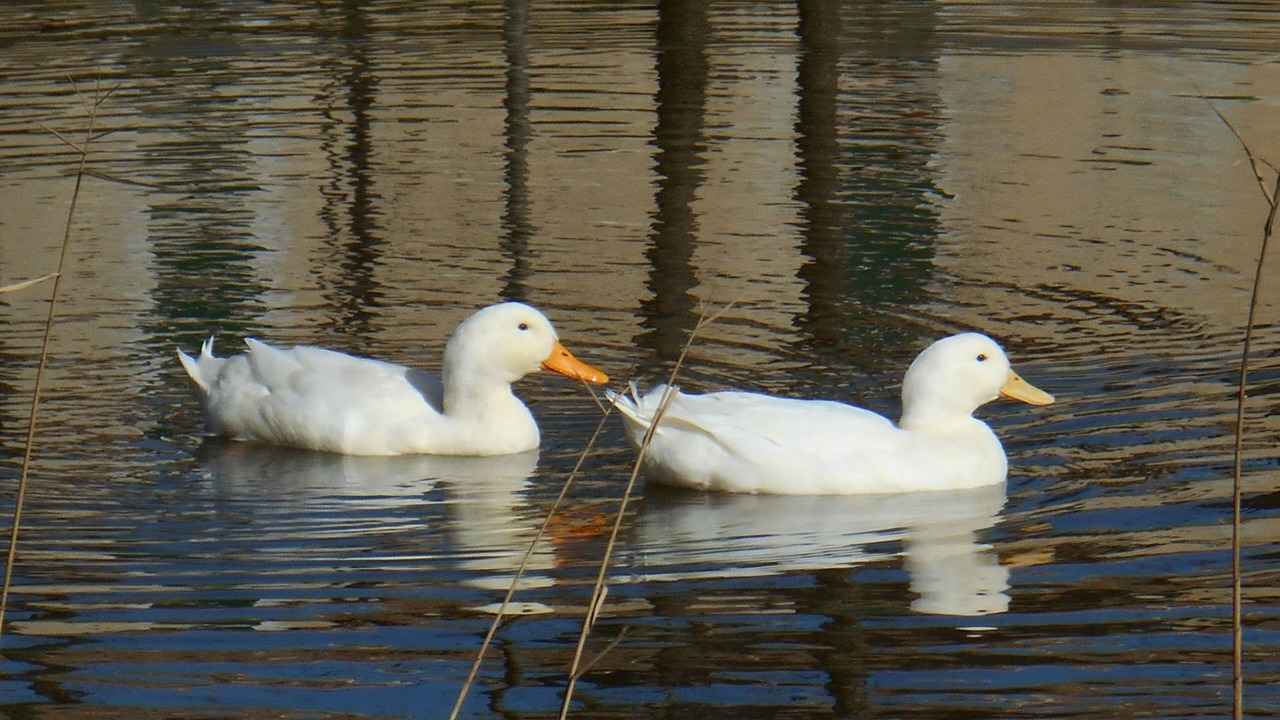 Photo of Others in Ponte Rio