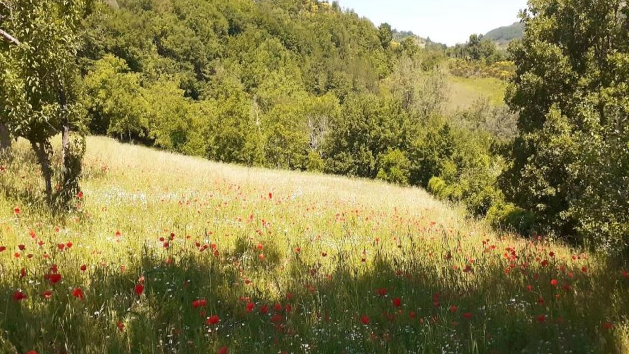 Photo of Others in Valtopina