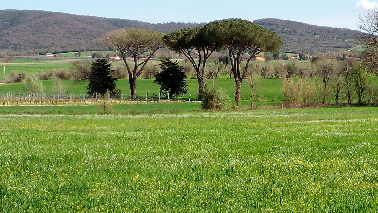 Photo of Others in Grosseto