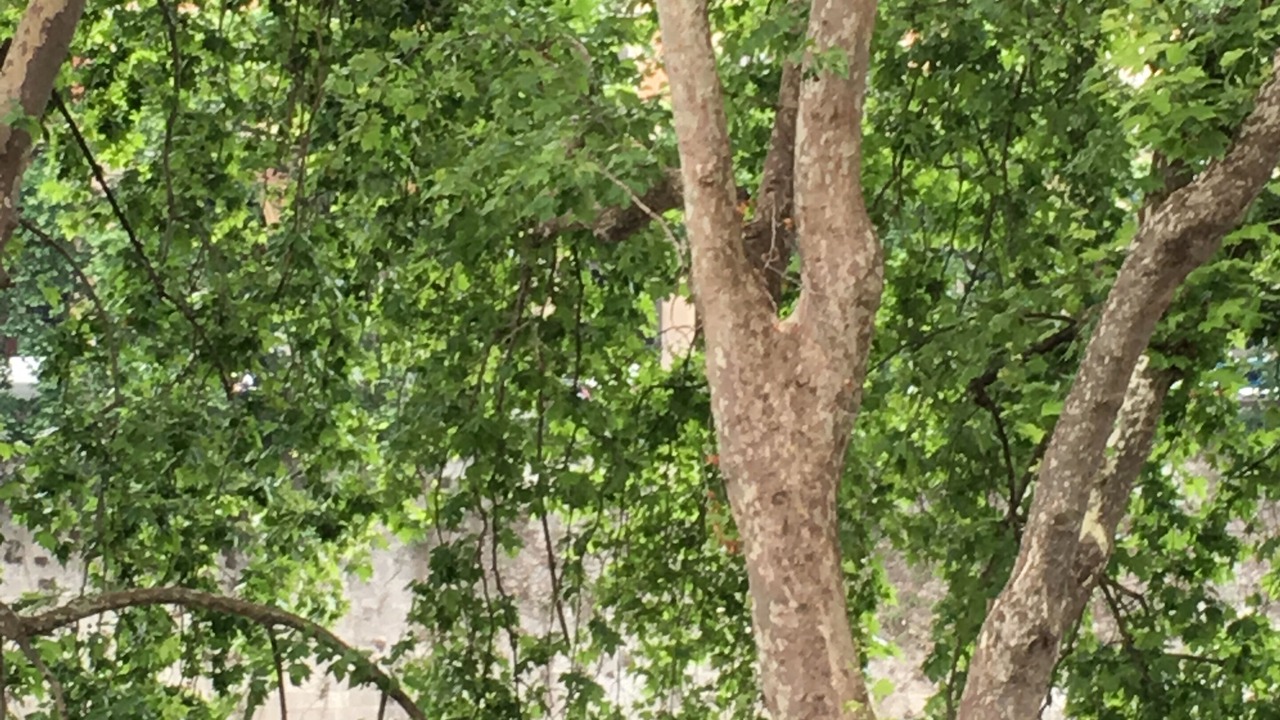 Photo of Outdoor in Trastevere