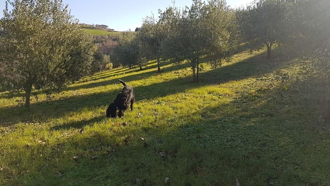 Photo of Outdoor in Rustico
