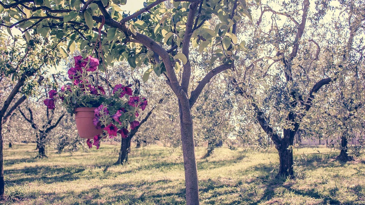 Photo of Outdoor in Vitorchiano