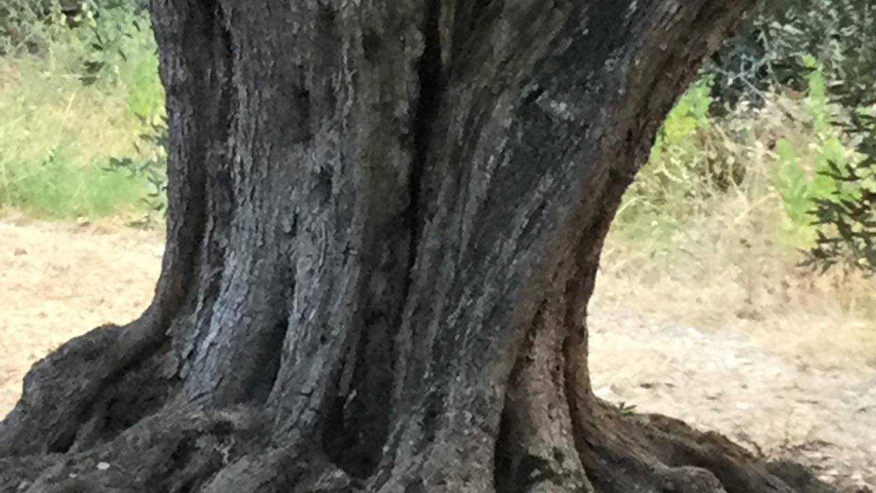 Photo of Outdoor in Vico del Gargano