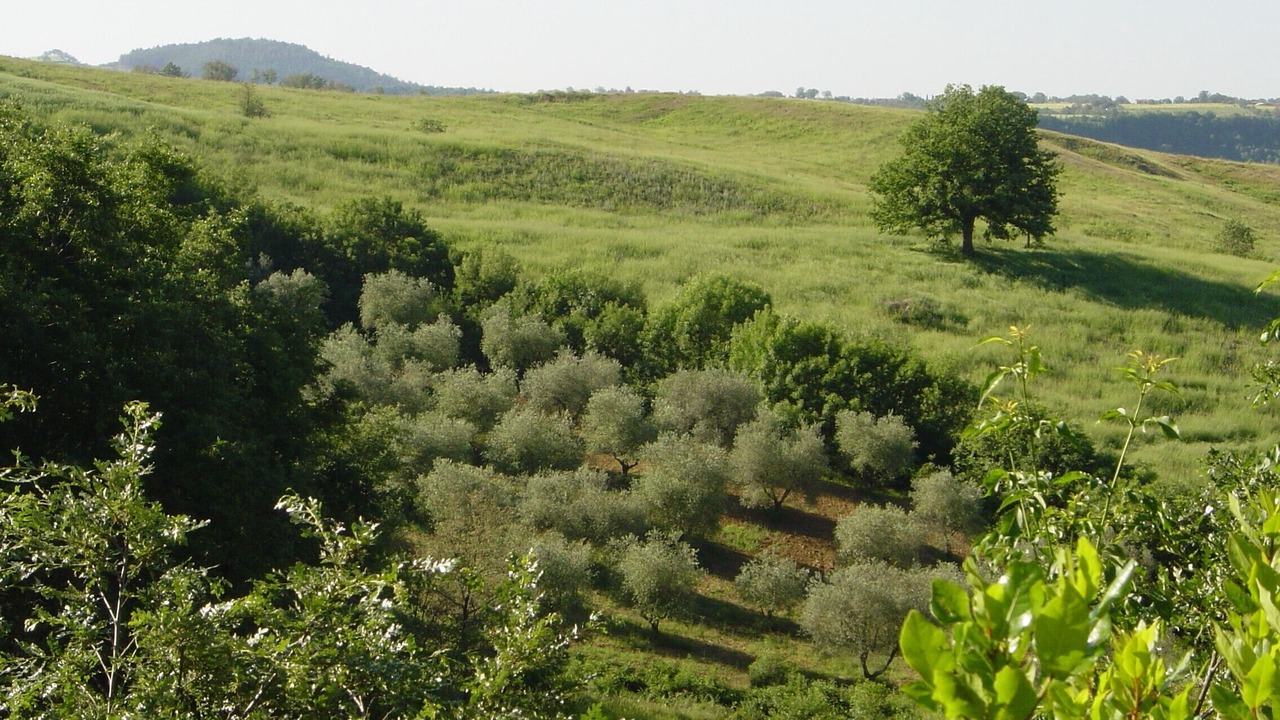 Photo of Others in Sorano