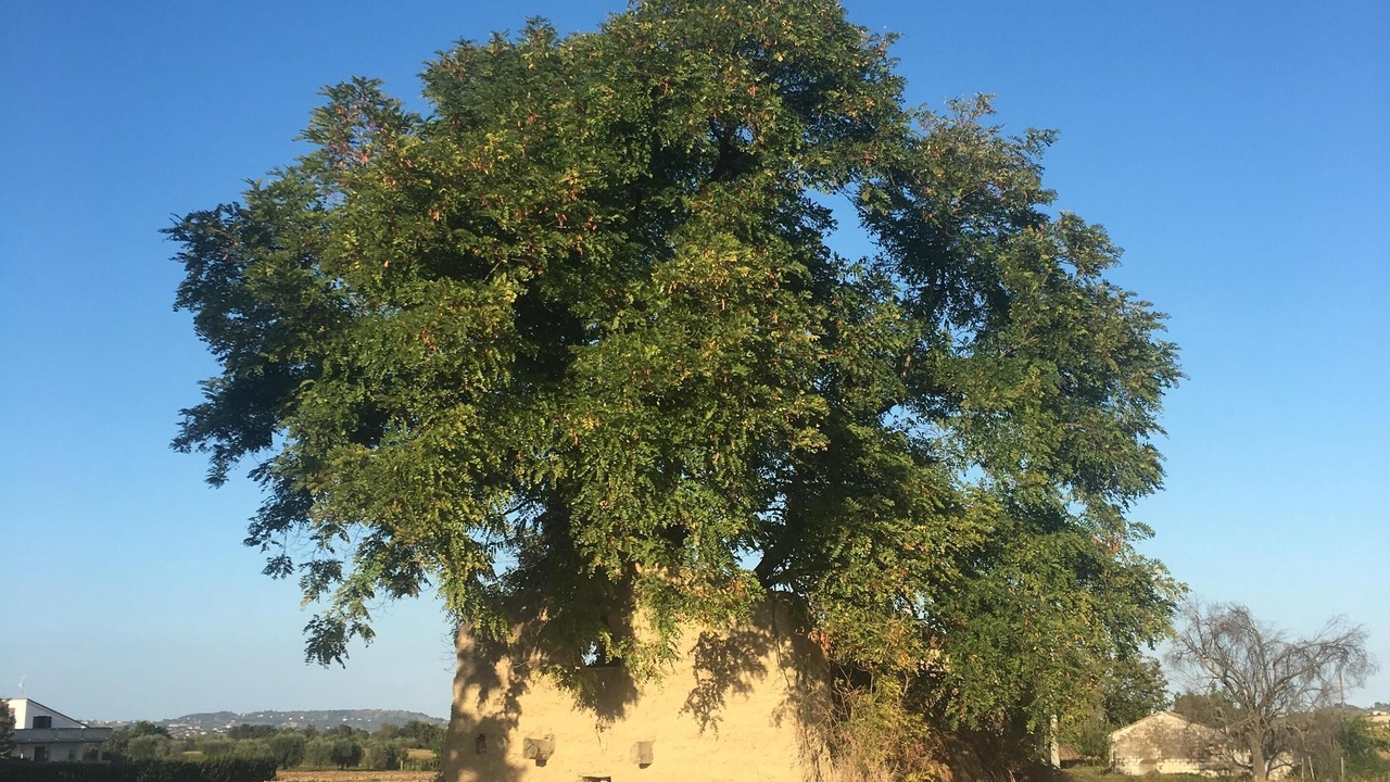 Photo of Others in Nereto