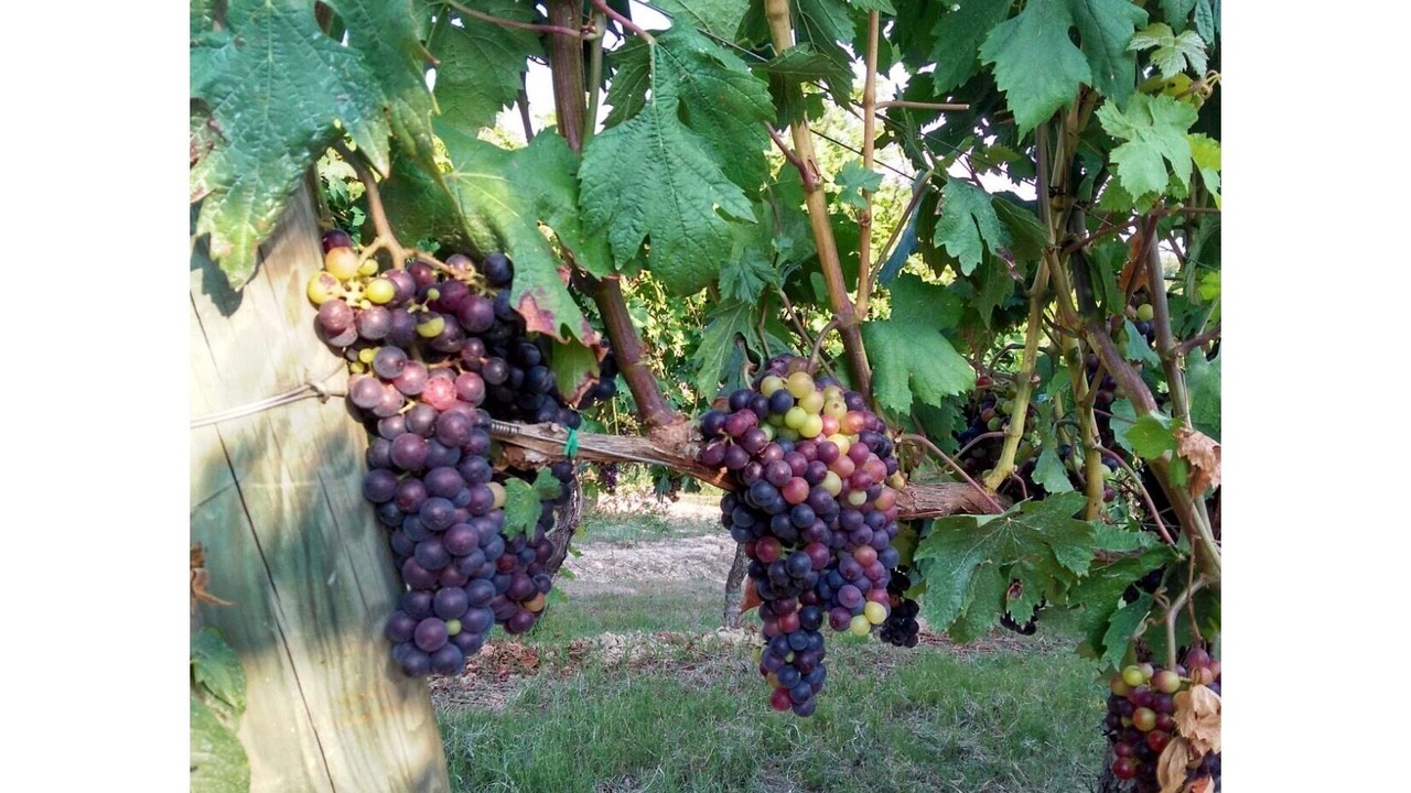 Photo of Outdoor in Nereto