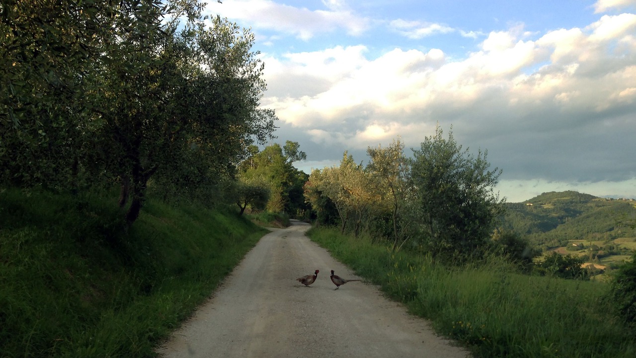 Photo of Outdoor in Montone