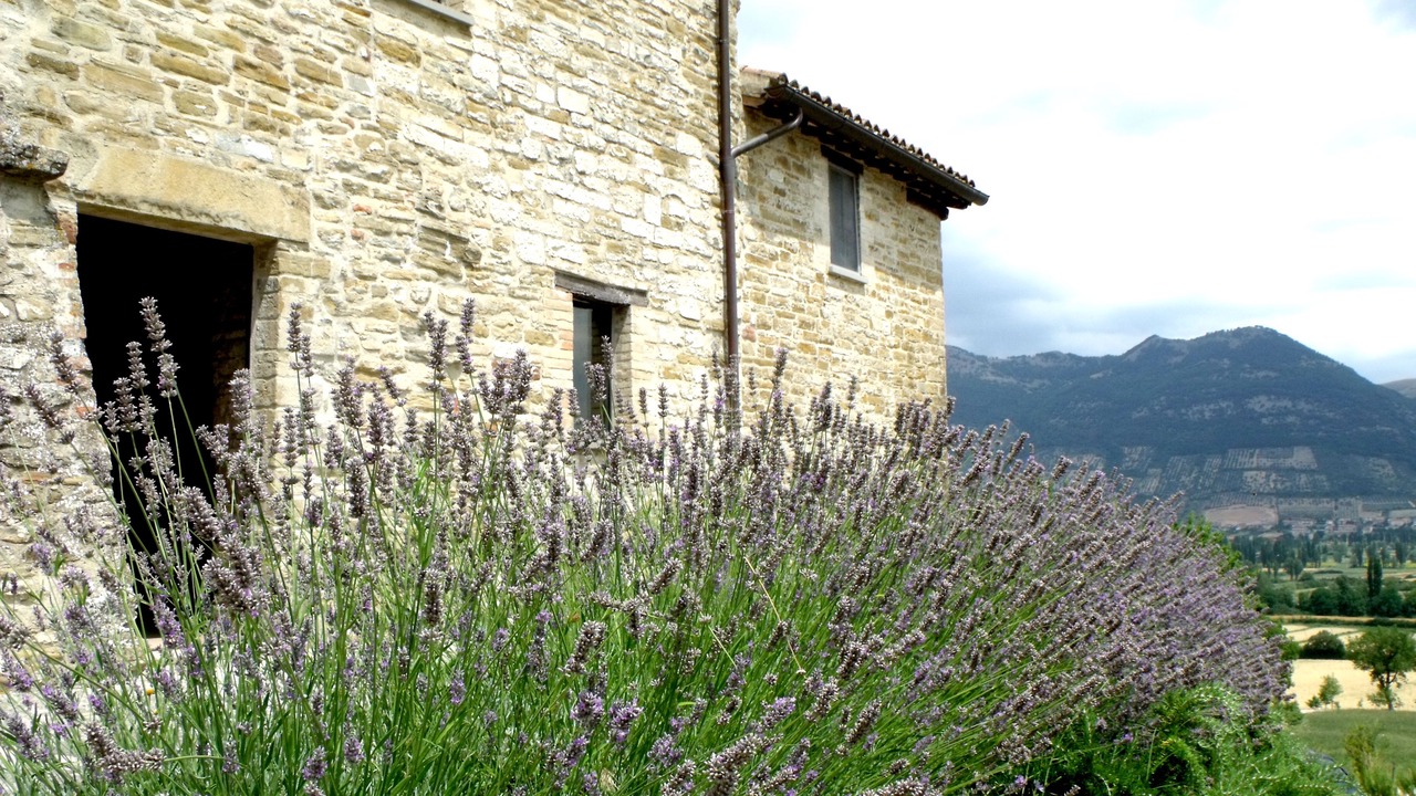 Photo of Outdoor in Monteluiano
