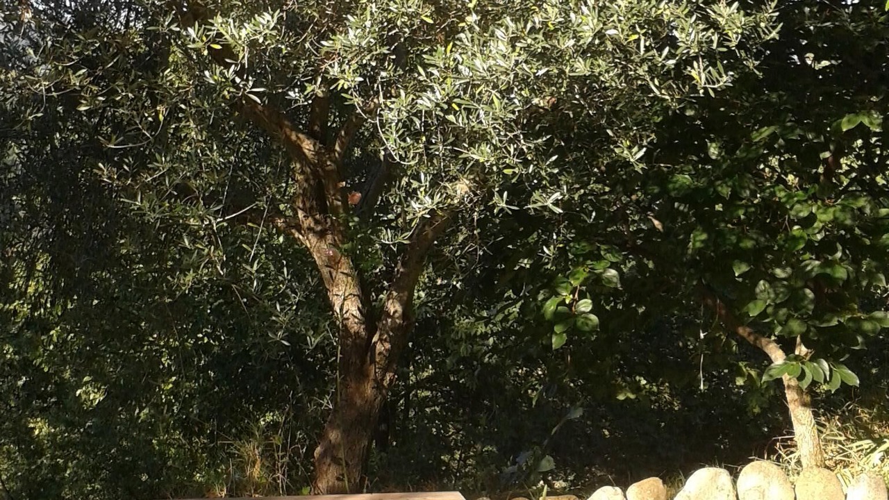 Photo of Outdoor in Rotella