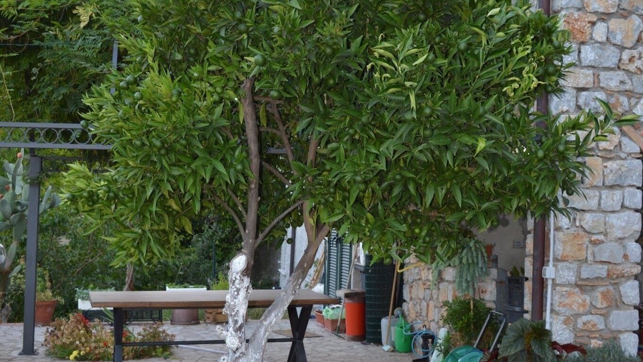 Photo of Outdoor in Licusati