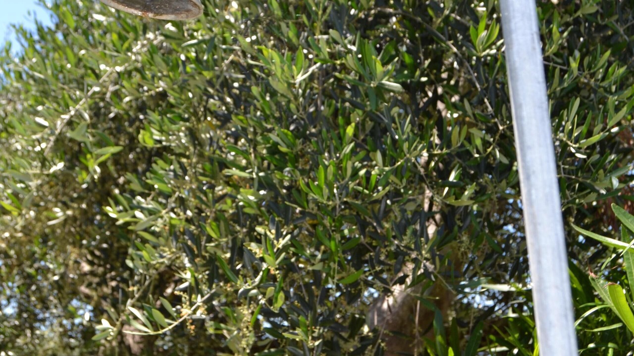 Photo of Outdoor in Orbetello