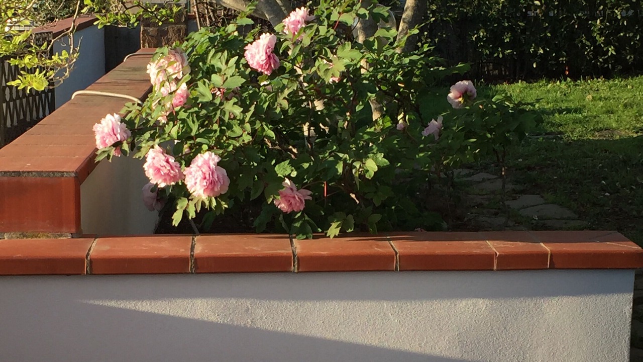 Photo of Outdoor in Zona 167 Scarlino