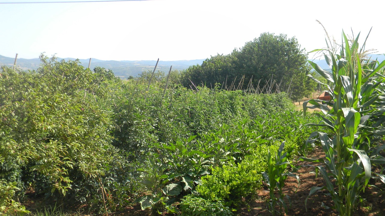 Photo of Outdoor in Corbara