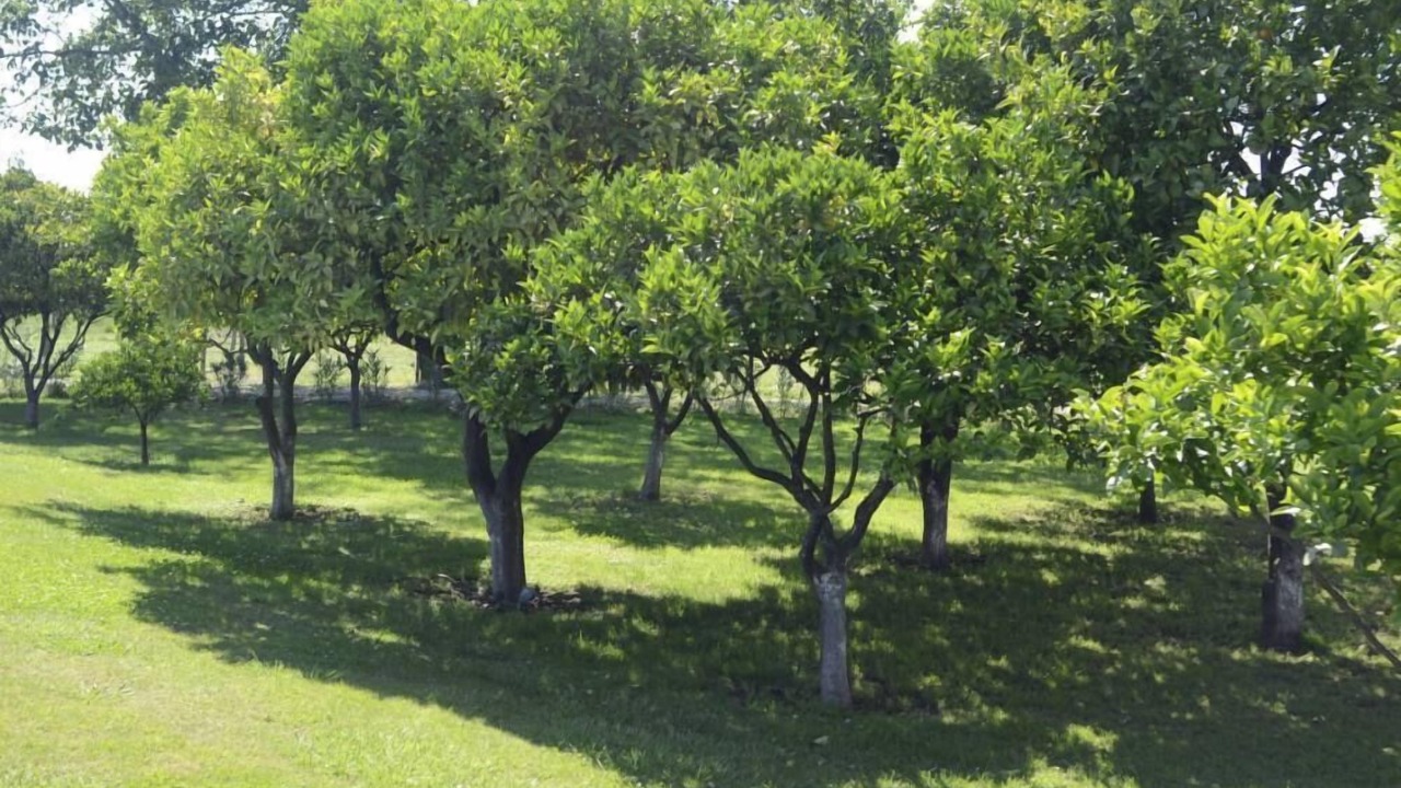 Photo of Outdoor in Battipaglia