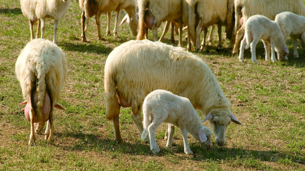 Photo of Others in Viterbo