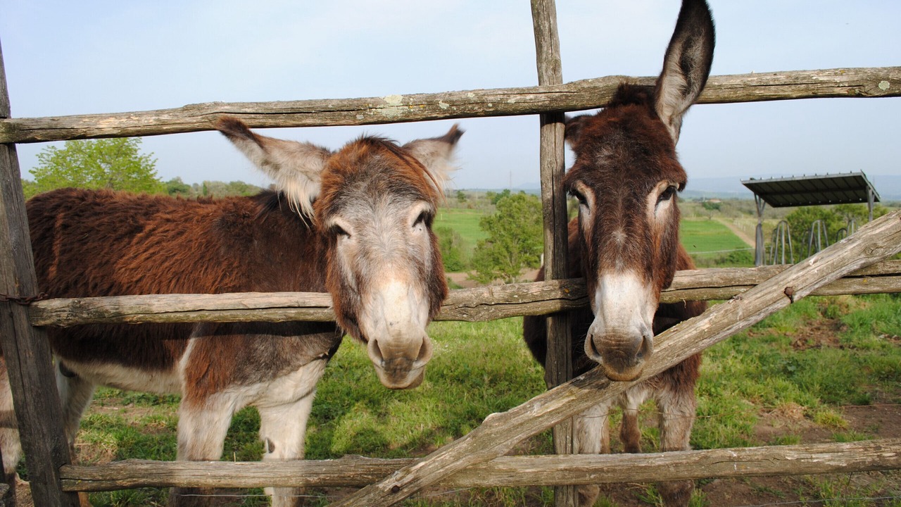 Photo of Others in Viterbo