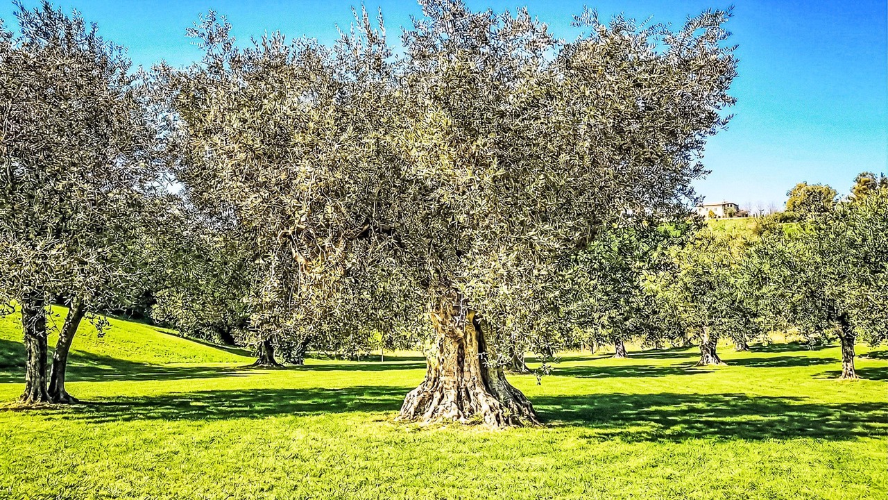 Photo of Others in Picciano