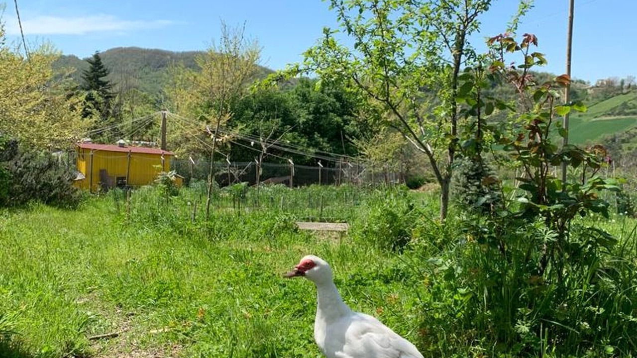 Photo of Others in Nerbisci