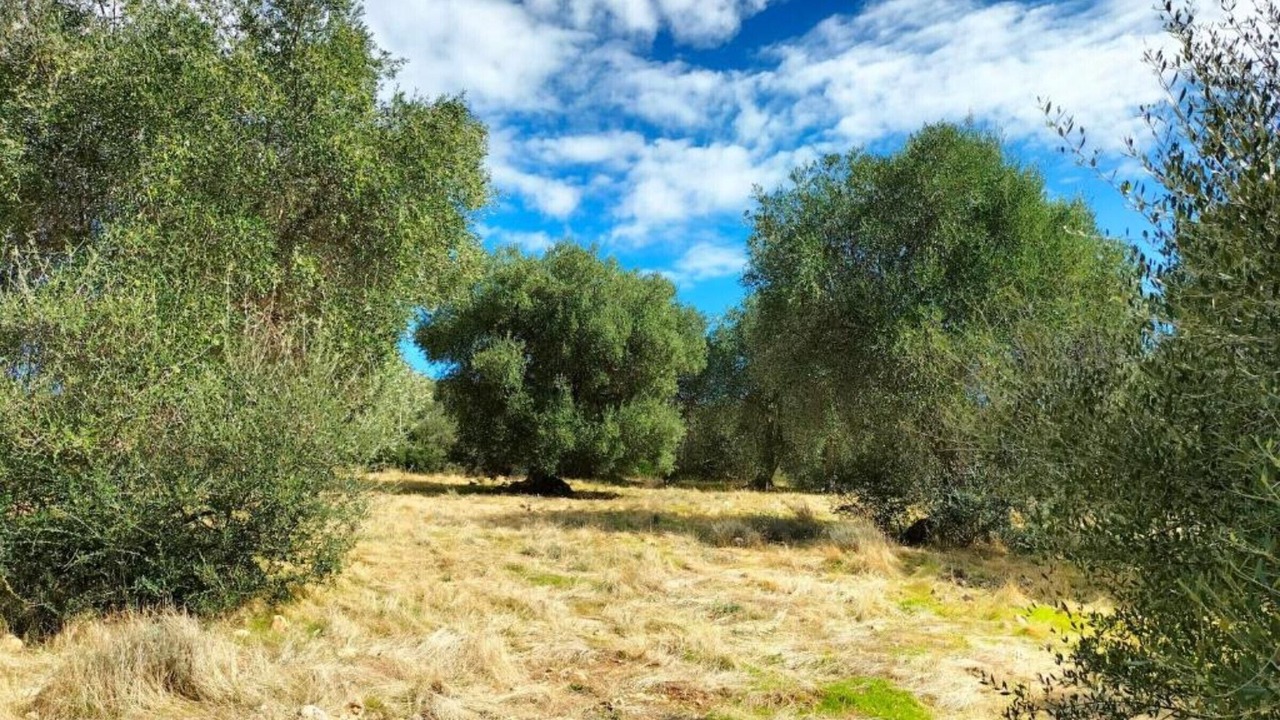 Photo of Others in Montorsaio