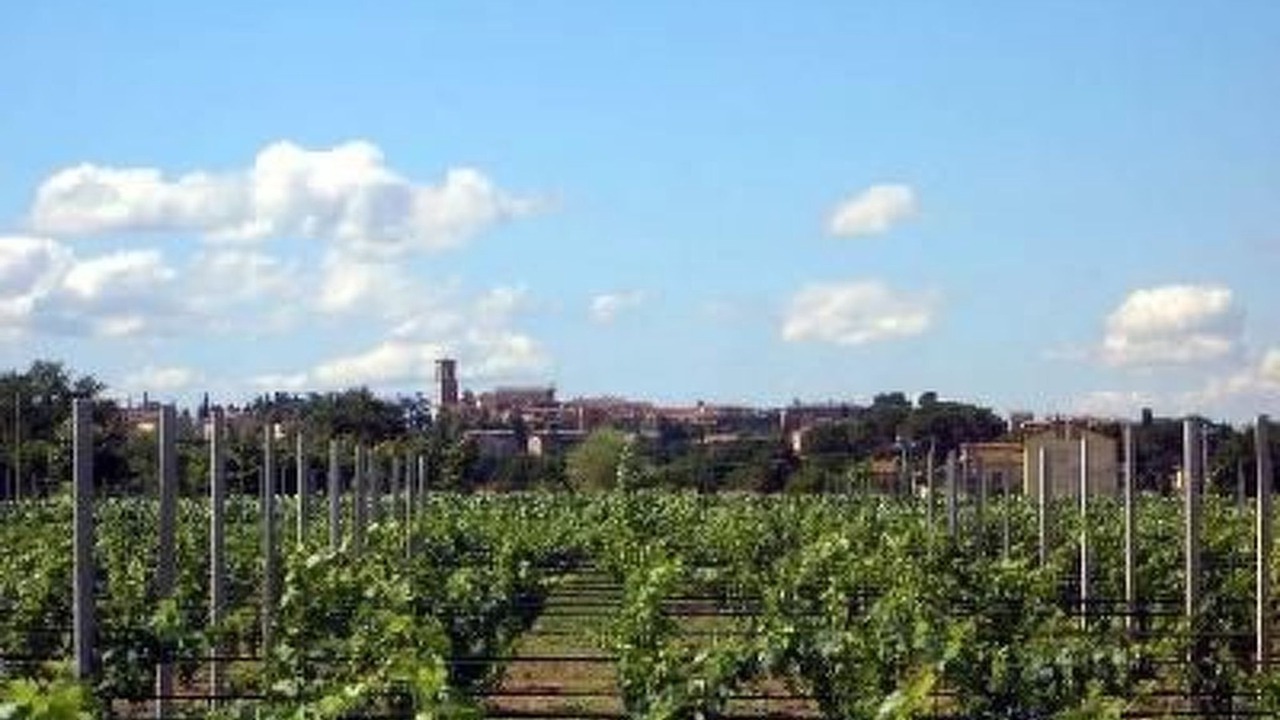 Photo of Others in Torgiano