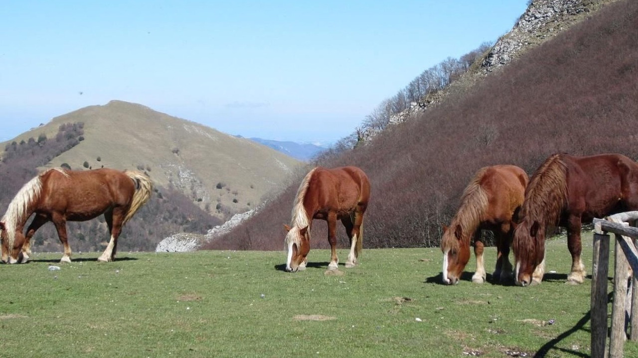 Photo of Others in Arcevia