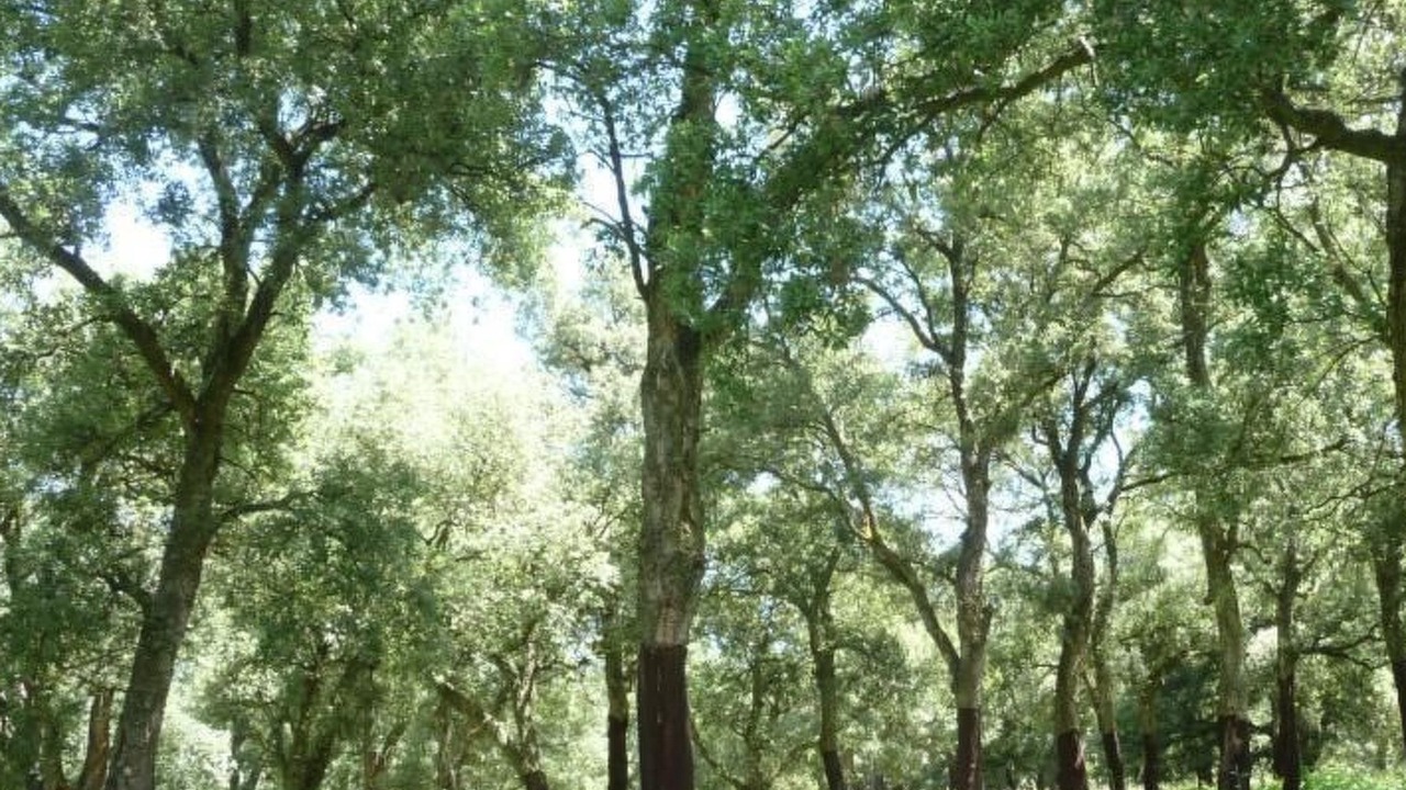 Photo of Others in Montorsaio
