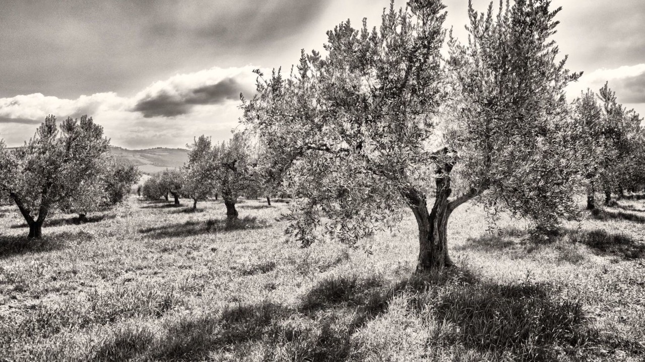 Photo of Others in San Venanzo