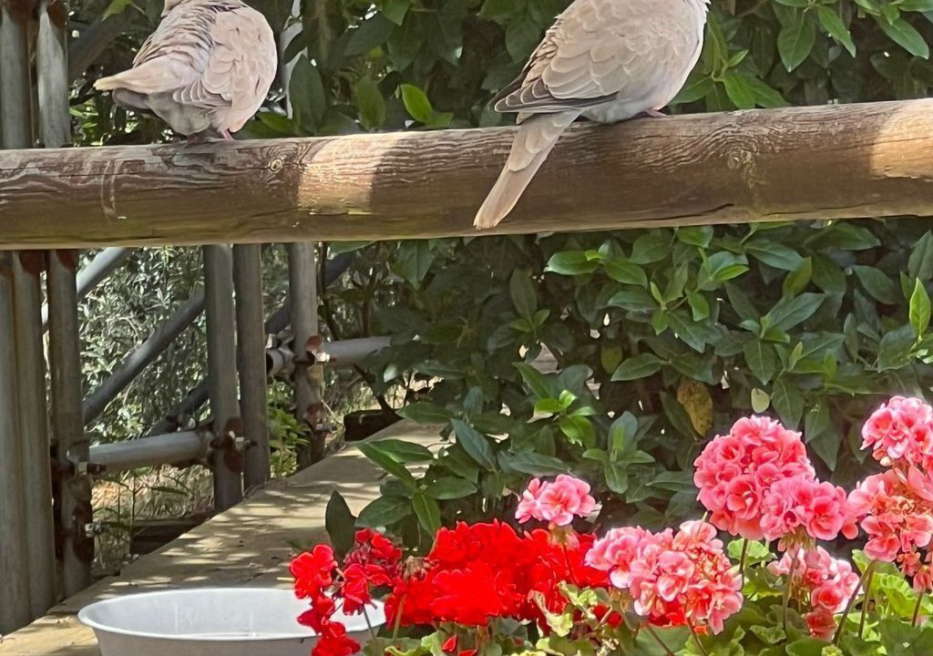 Photo of Others in Monterotondo Marittimo